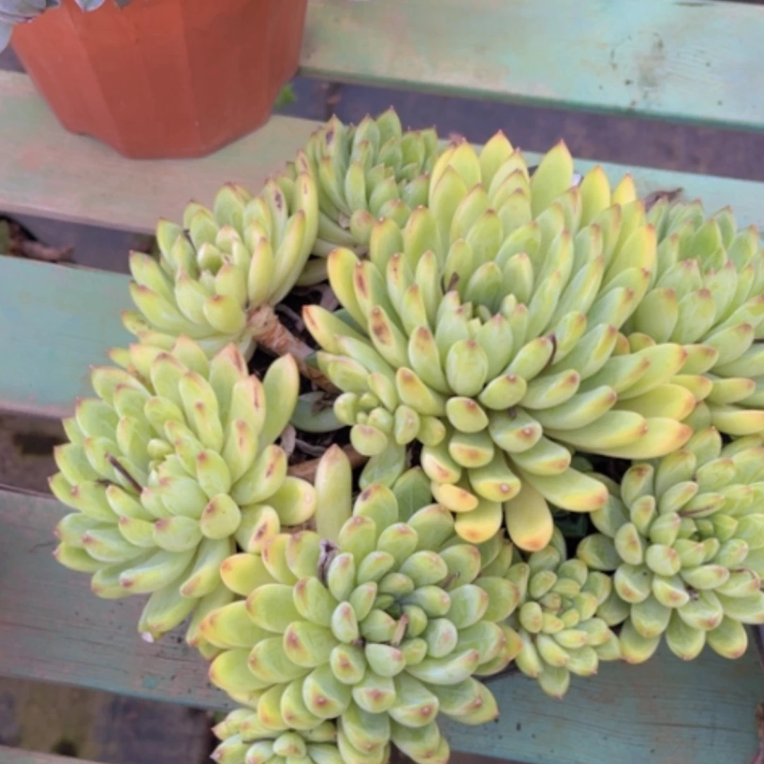 【闪购商品】星际迷航25230