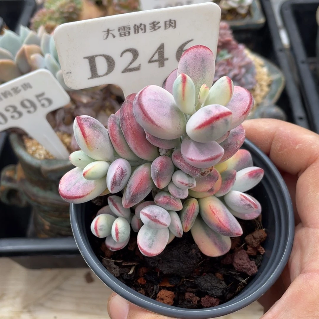 246乒乓福娘锦不带盆9厘米