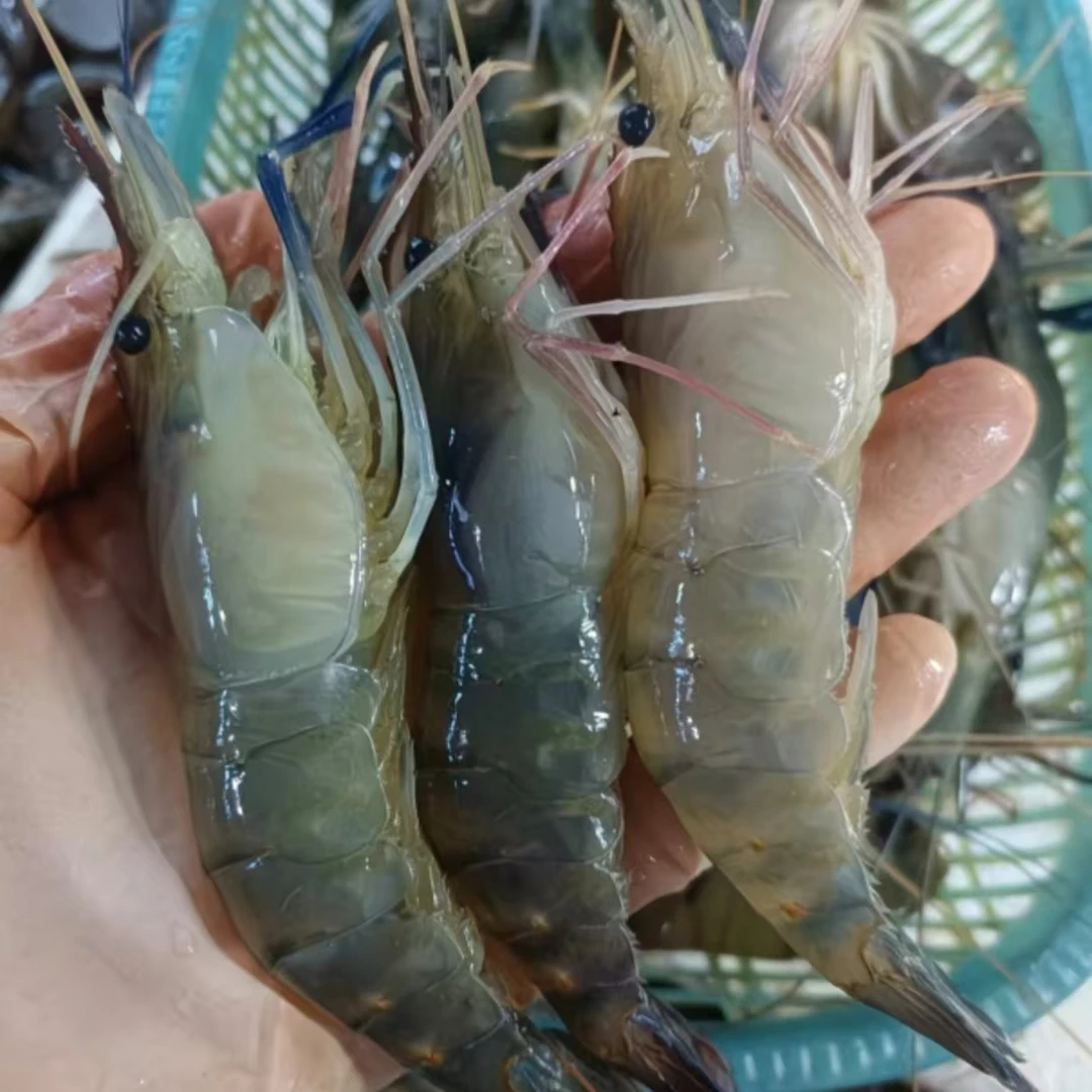 S7【大大号】新鲜速冻罗氏虾4斤肉质鲜美顺丰冷链发货