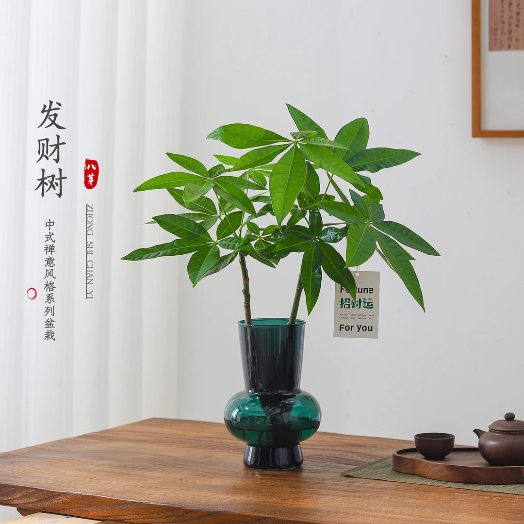 发财树盆栽客厅绿植办公室工位桌面花卉懒人好养水培植物净化空气