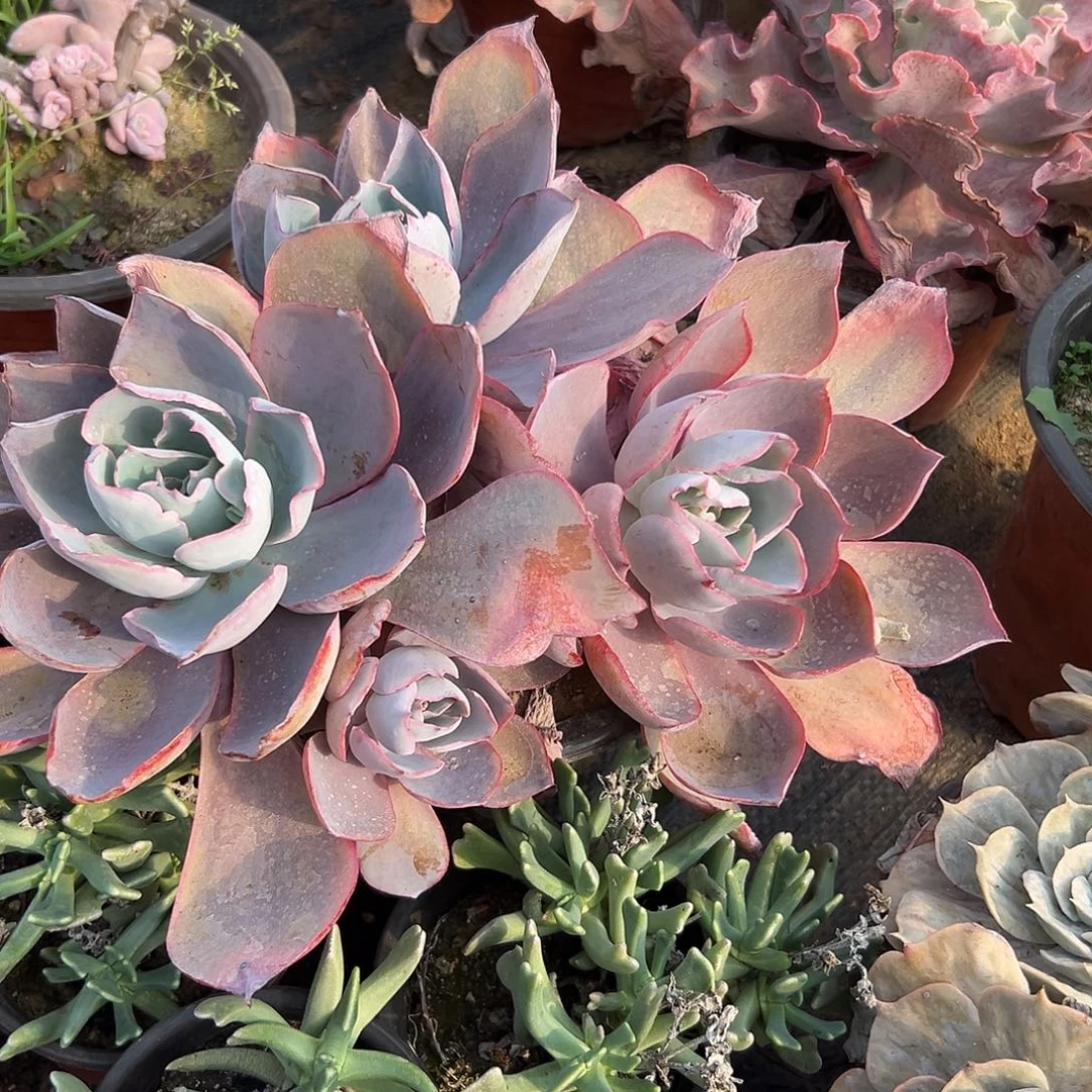 多肉植物有砍晚霞