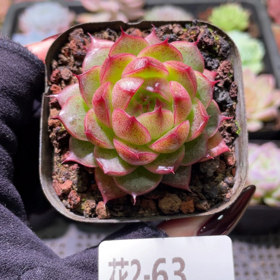 花利美2-63海王单头