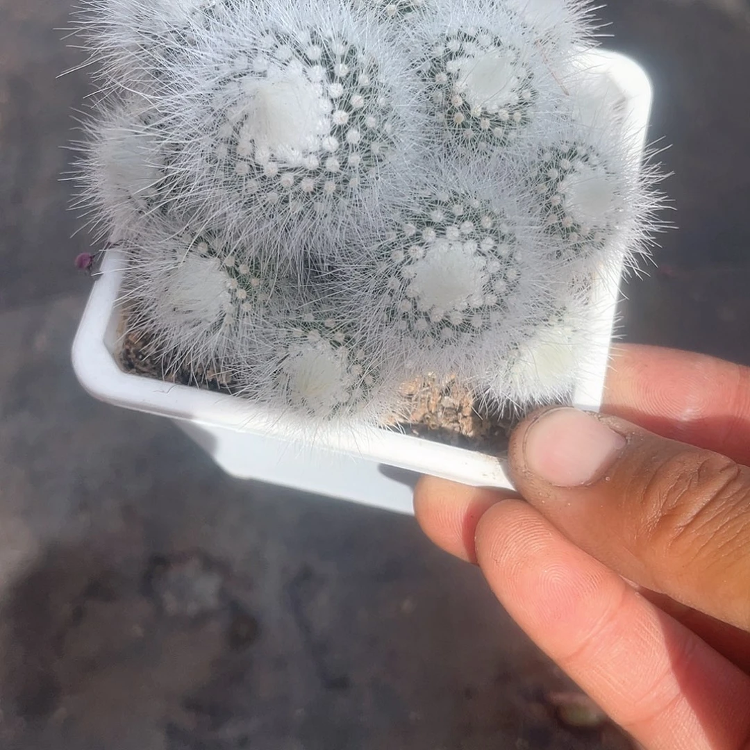 时*群生白小丁带盆发货