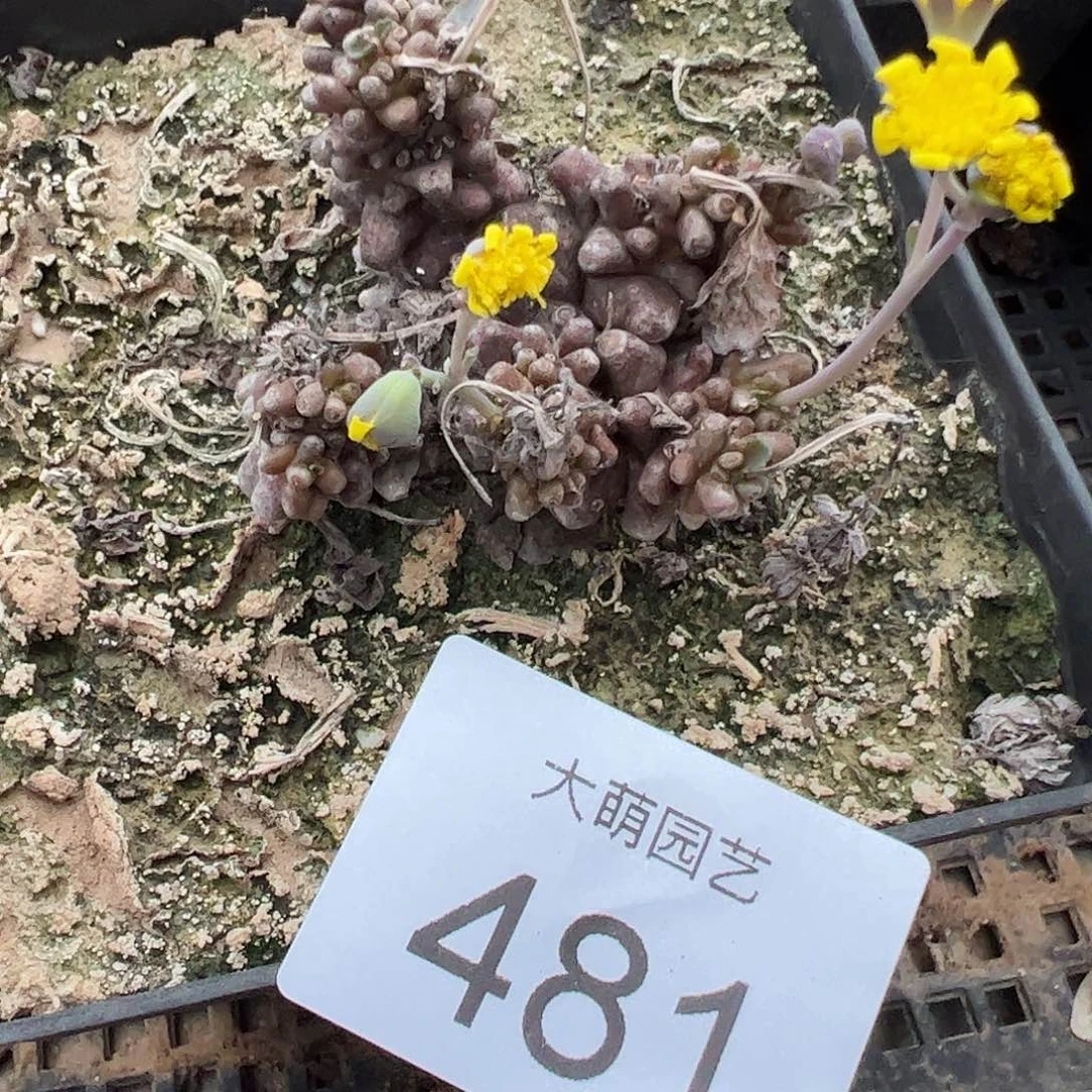 一物一拍脱土发。 481