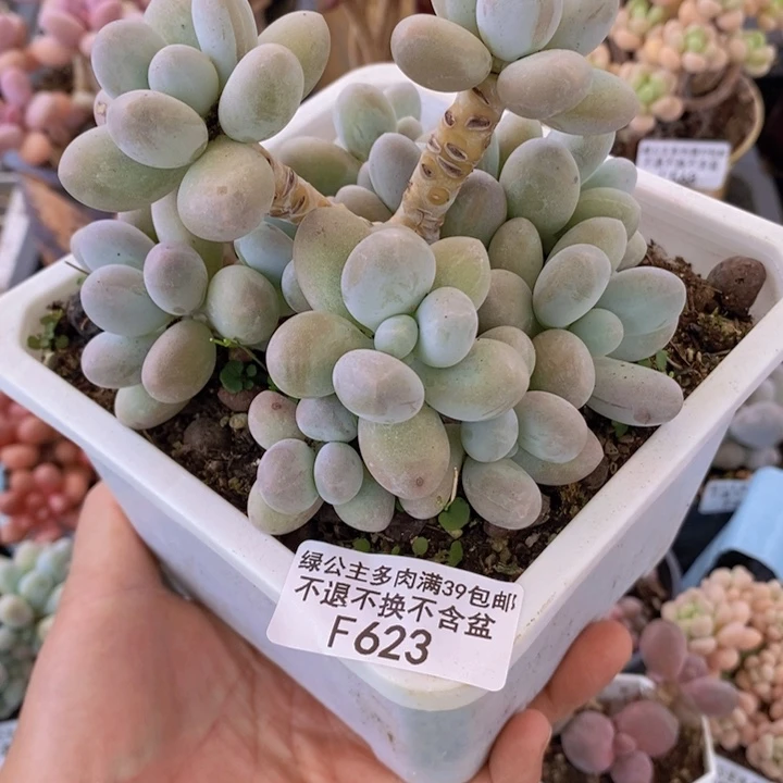 香水手指奶10cm623多肉植物