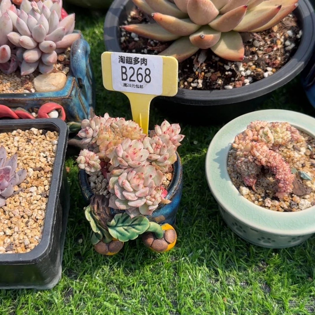 不****～多肉植物丰满杂茎叶