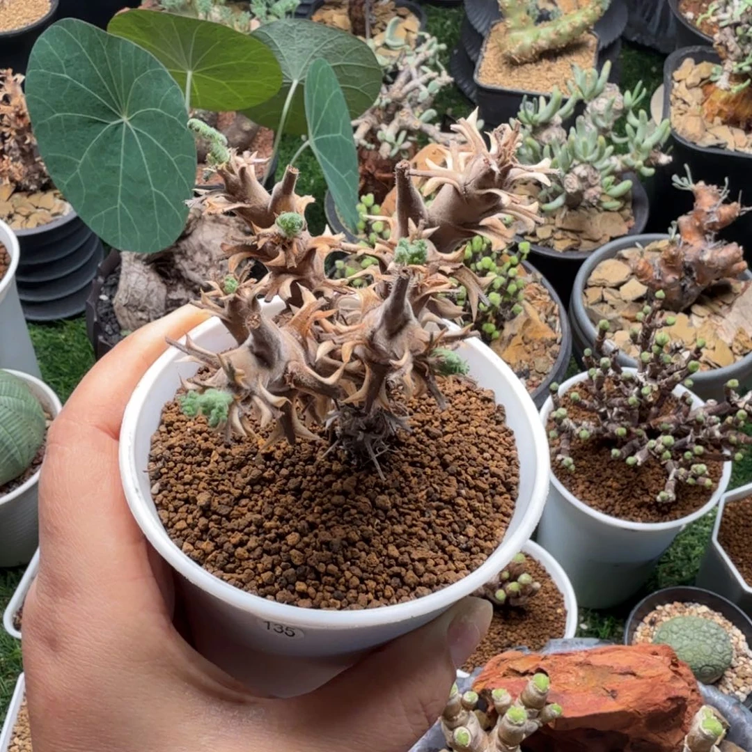 初云洋葵135仙人掌