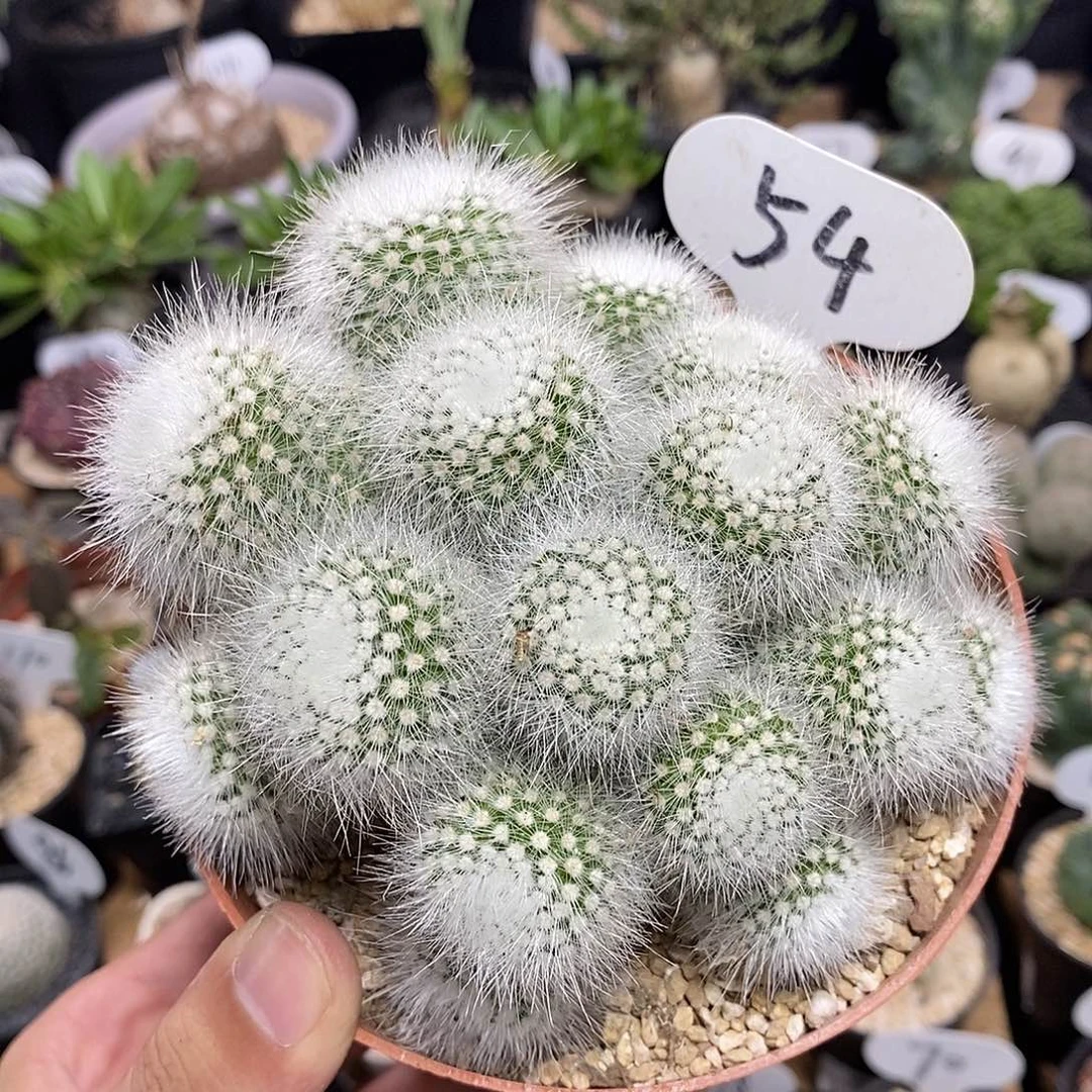 大群生白小丁54号11cm