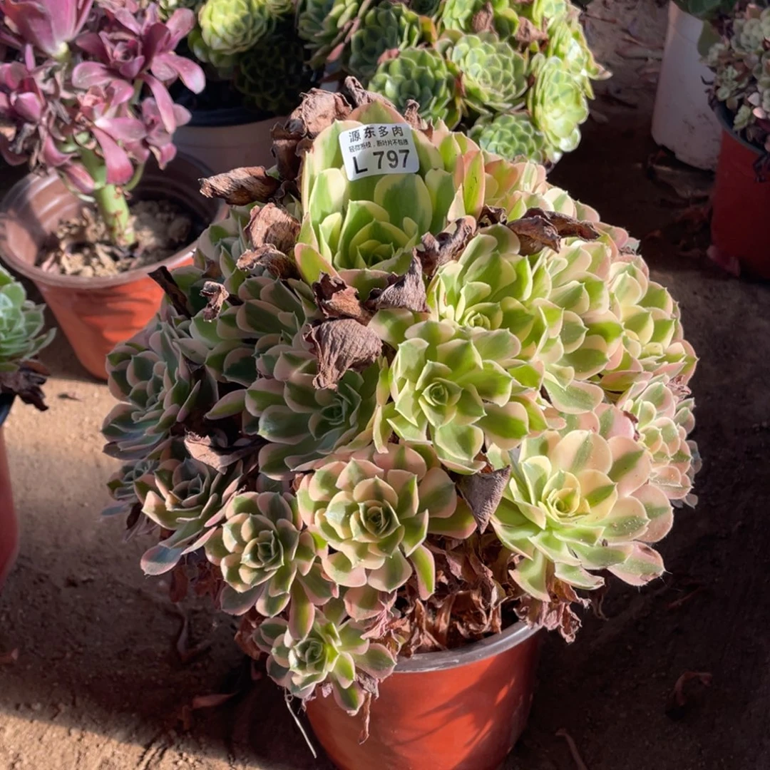 797初恋多肉法师断枝不包