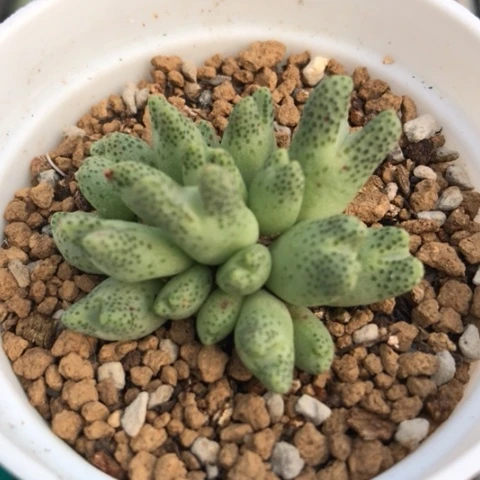 多肉肉锥 草莓斑马 22头