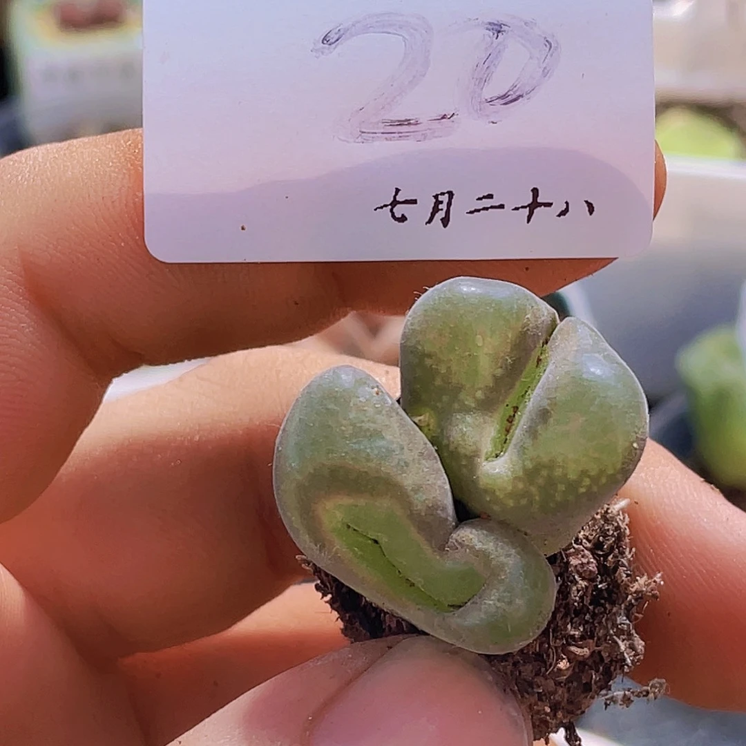 一物一拍-7.28-20-风铃缀化