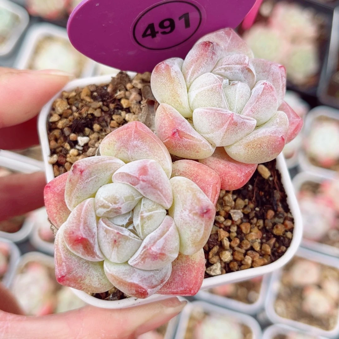 491号小老桩冰玉双头