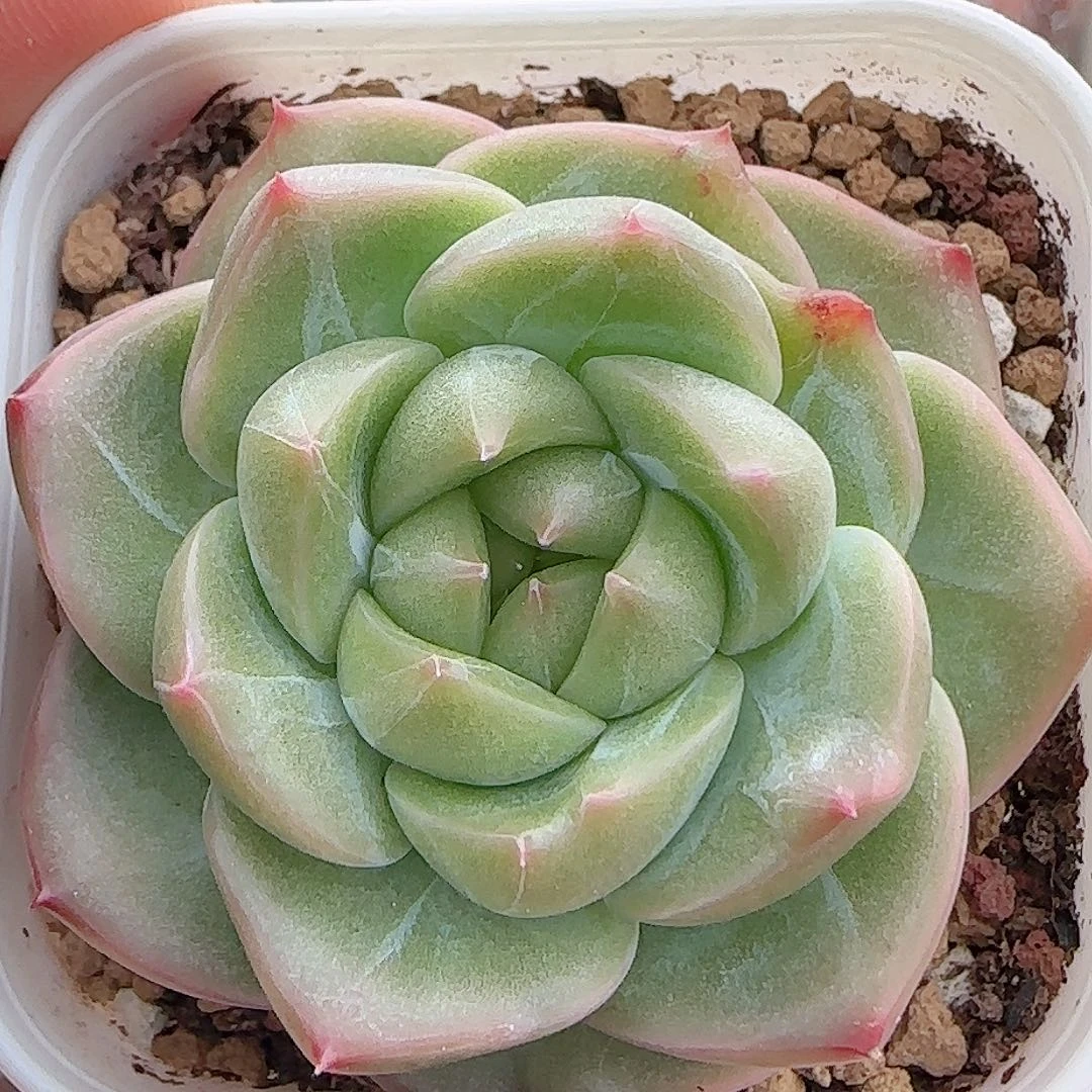 多肉0906-216珍妮