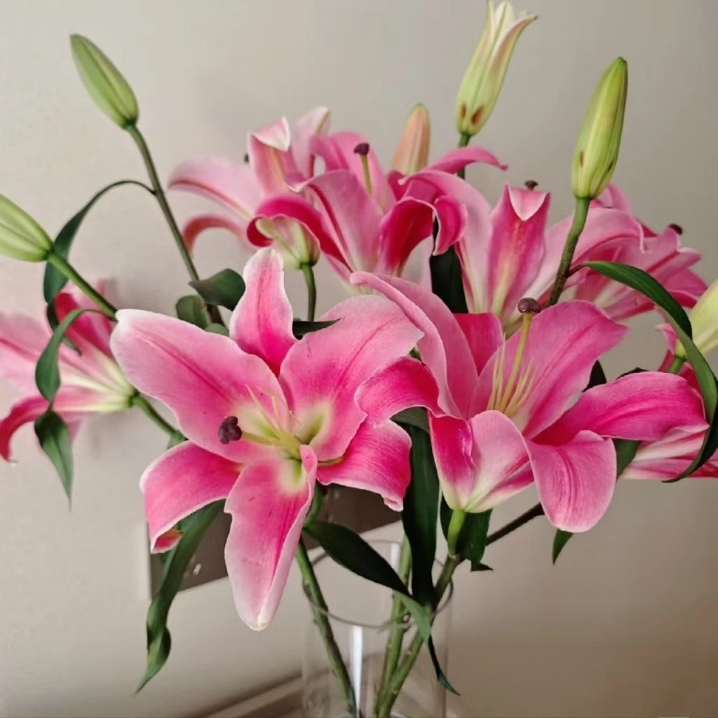 【英英鲜花】帕拉佐香水百合 任意2单顺丰或德邦发货后不支持退款