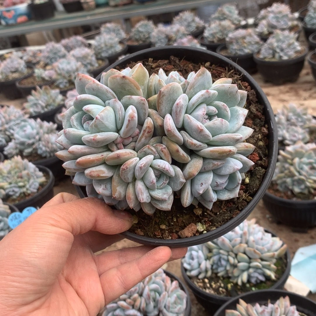 无花朵无砍哈哈哈哈哈哈哈25
