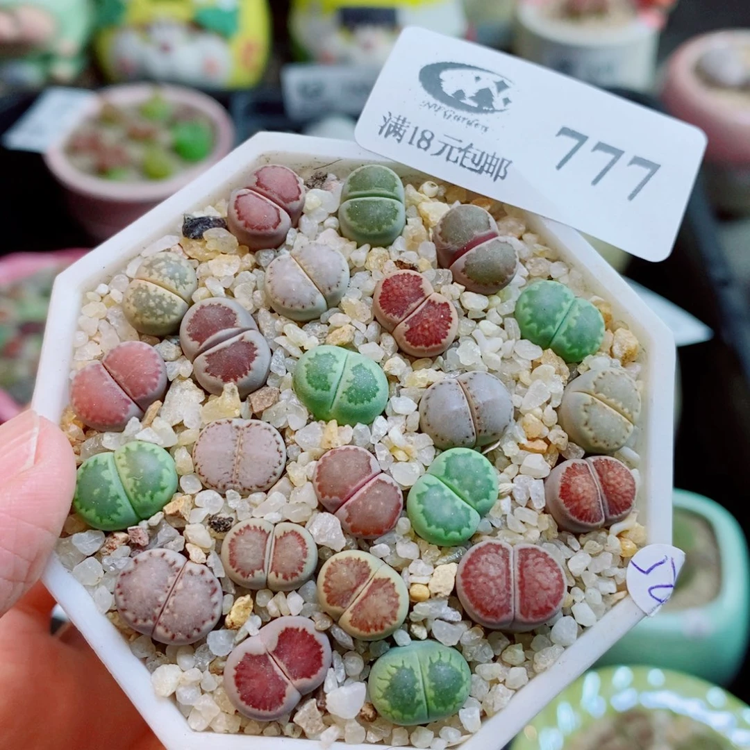 生石花花花花开了777