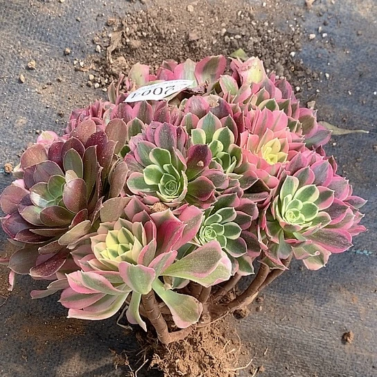 2004白凤多肉有断枝处理