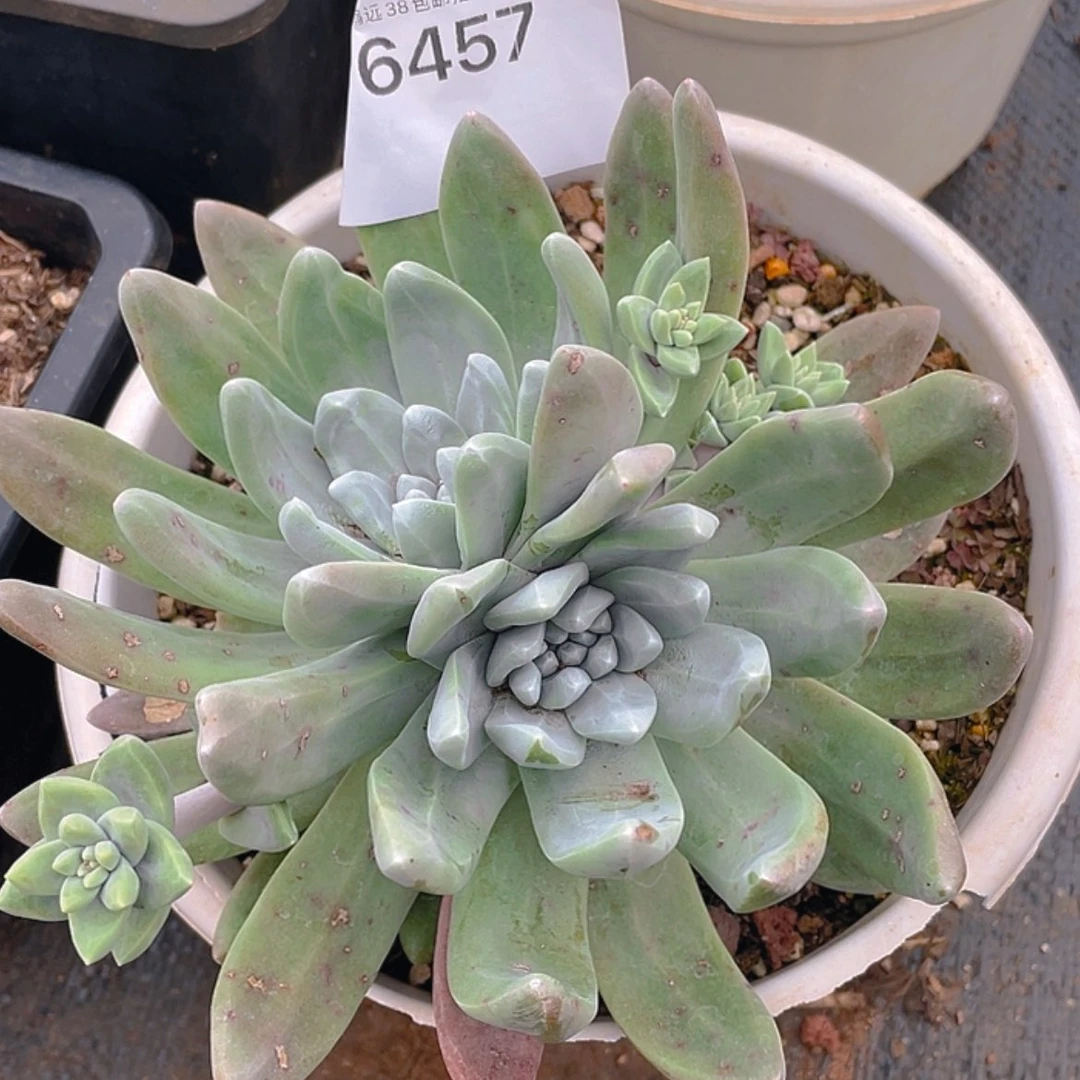 【闪购商品】新品杂交