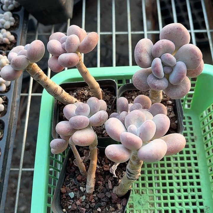 青***事cnzkxnsbsmndbdjdjdjnd174