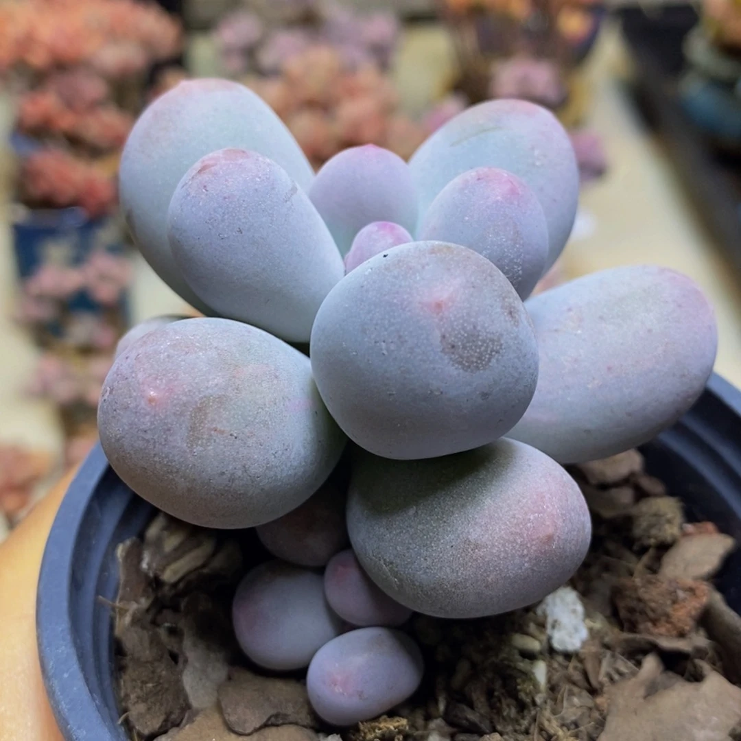 439 米可奶酪 7 厘米运输掉叶