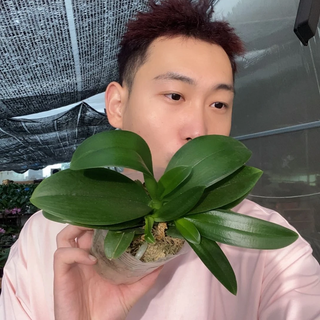 无花朵洛桑蝴蝶兰