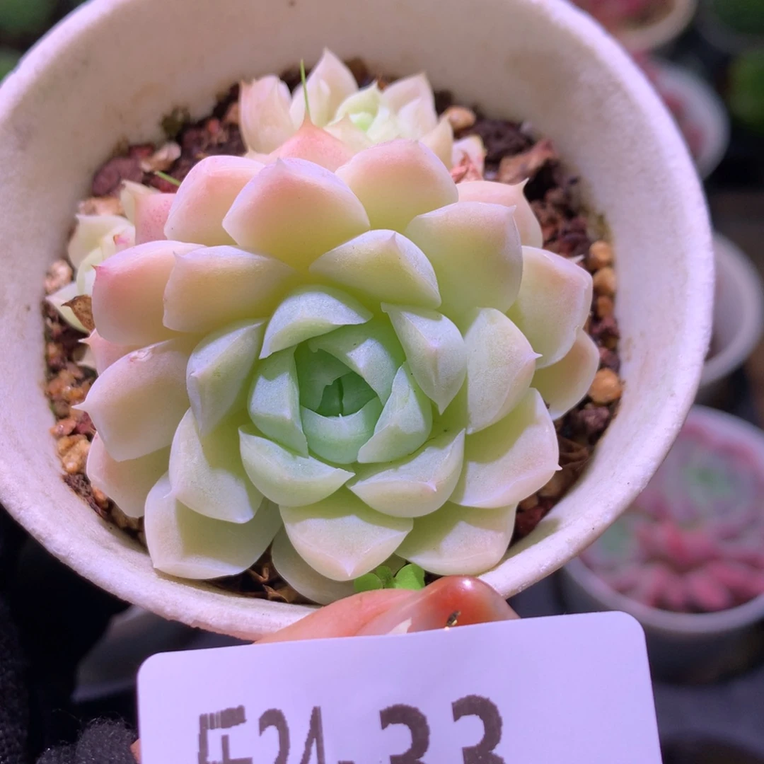 乐然24-33 白月影 不包整