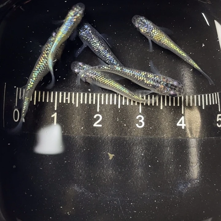 青鳉鱼海王星6条，4号，满15包邮，可叠单