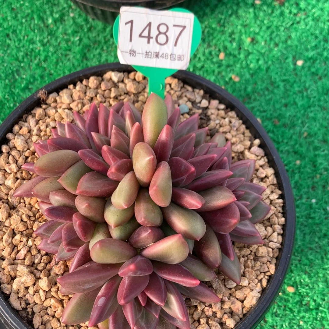 迷雾泡泡一物一拍