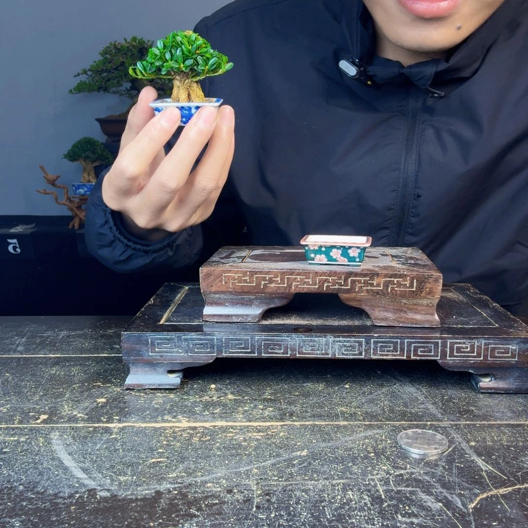 1***6无花朵黄杨盆景一物一拍