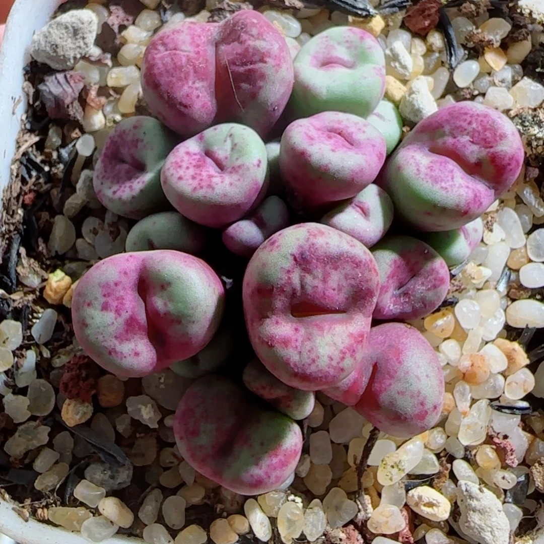 多肉植物凹脸嘟嘟嘴30号