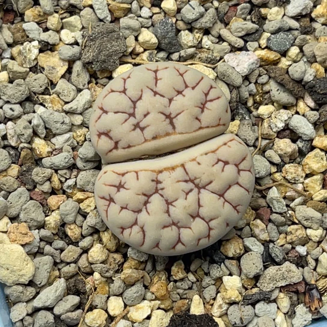 4277粗红纹凹凸189一颗