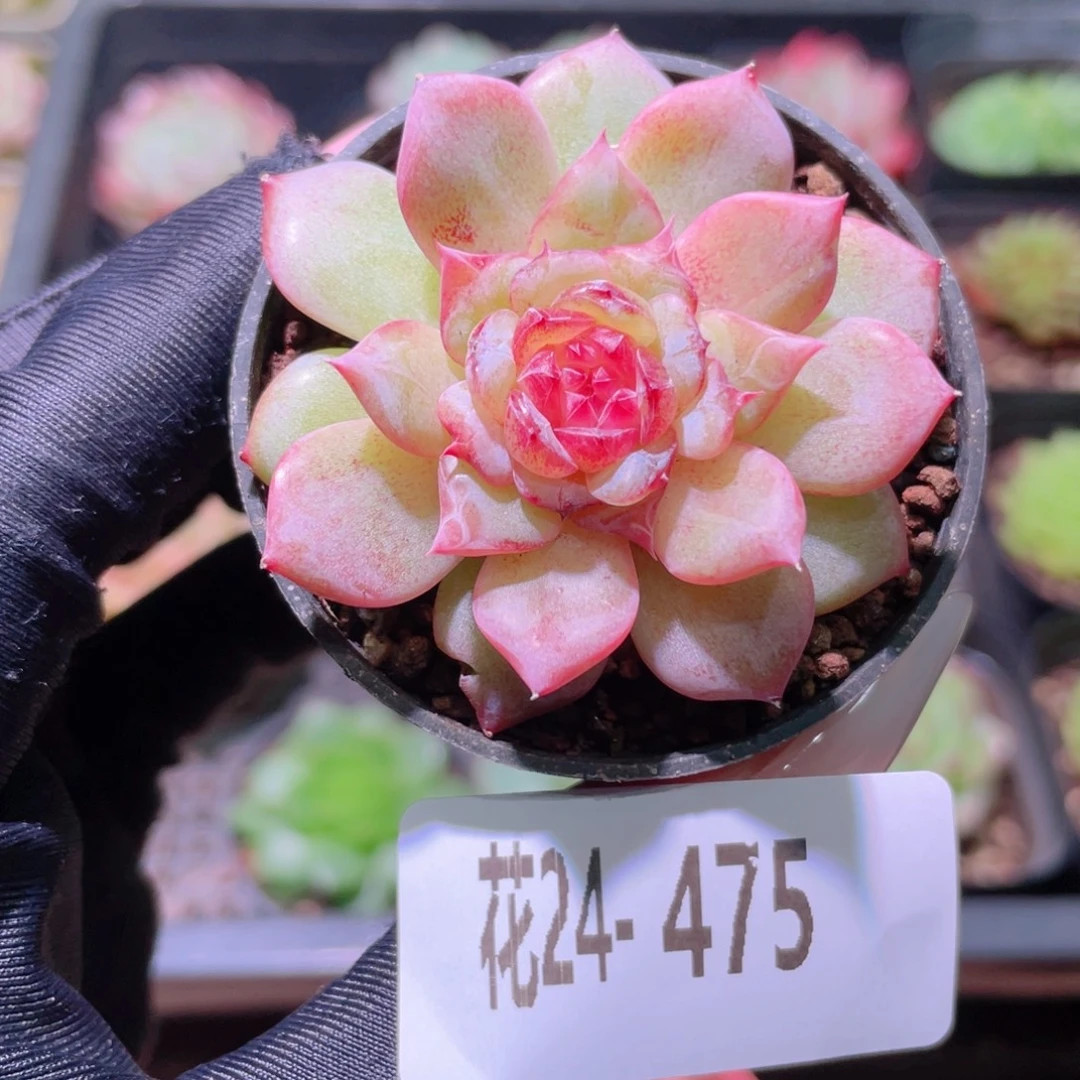 花利美24-475关键时刻