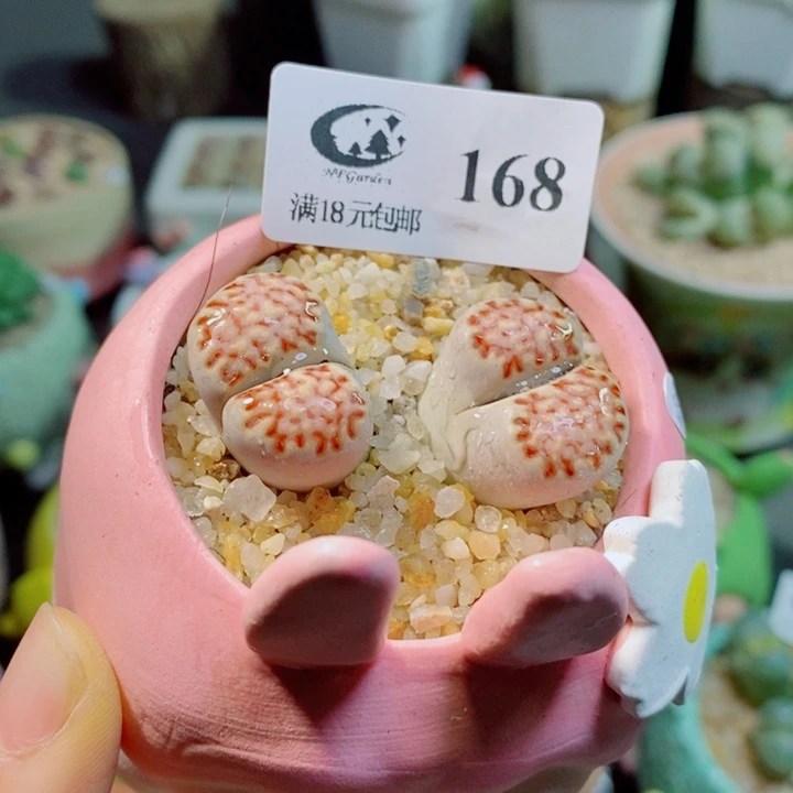 生石花花花花花花花168