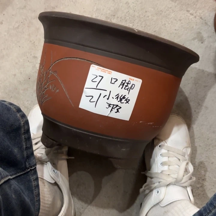 花盆紫砂紫砂的花