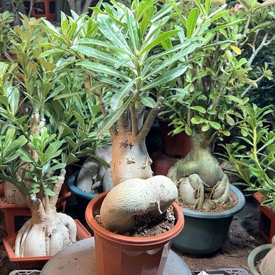 沙漠玫瑰红妆230红盆