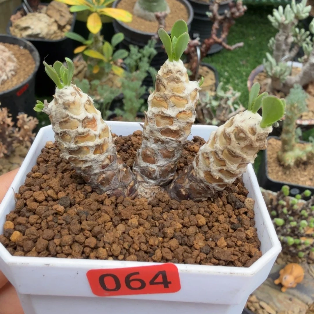 刨花厚墩菊064仙人掌