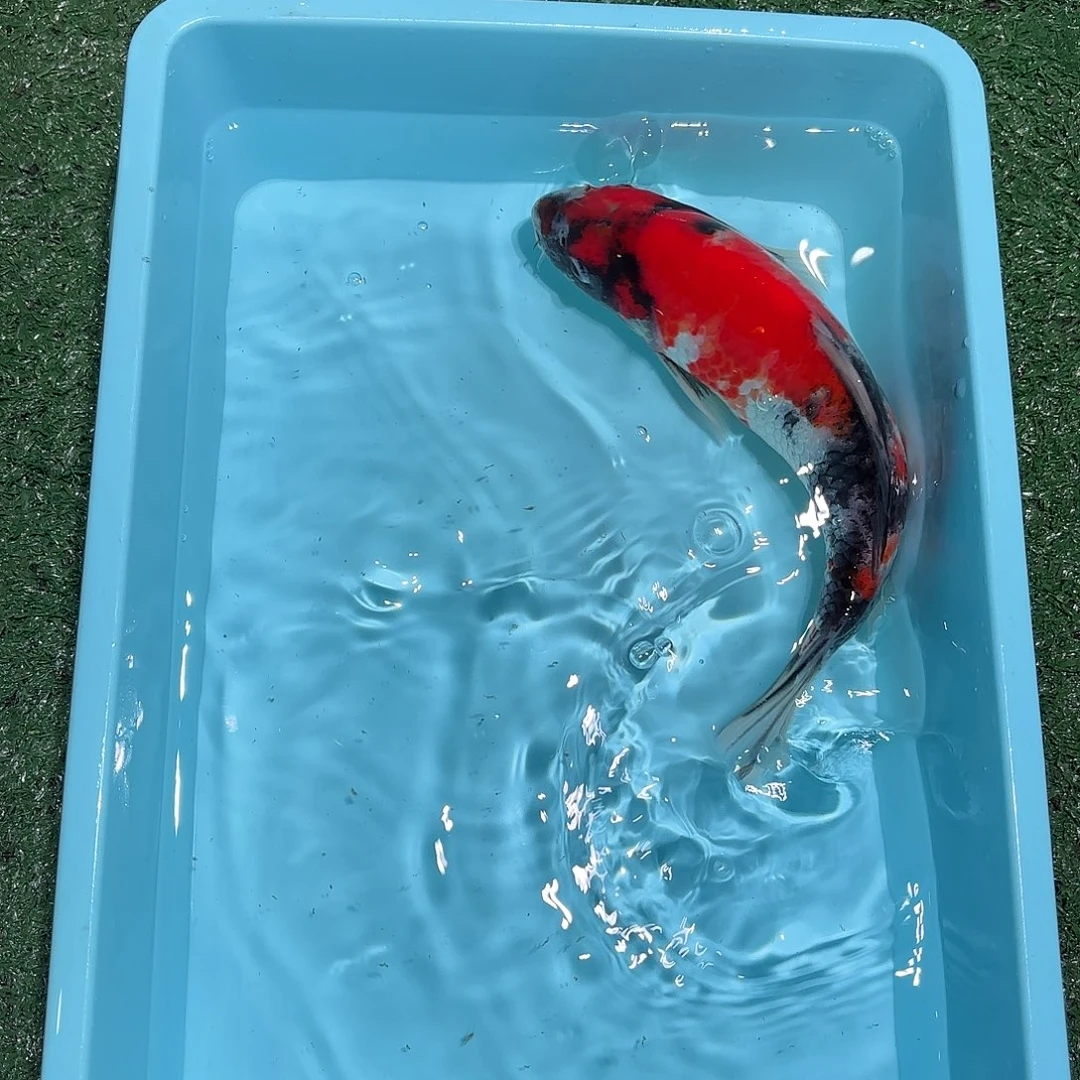 锦鲤七七锦鲤甄选4