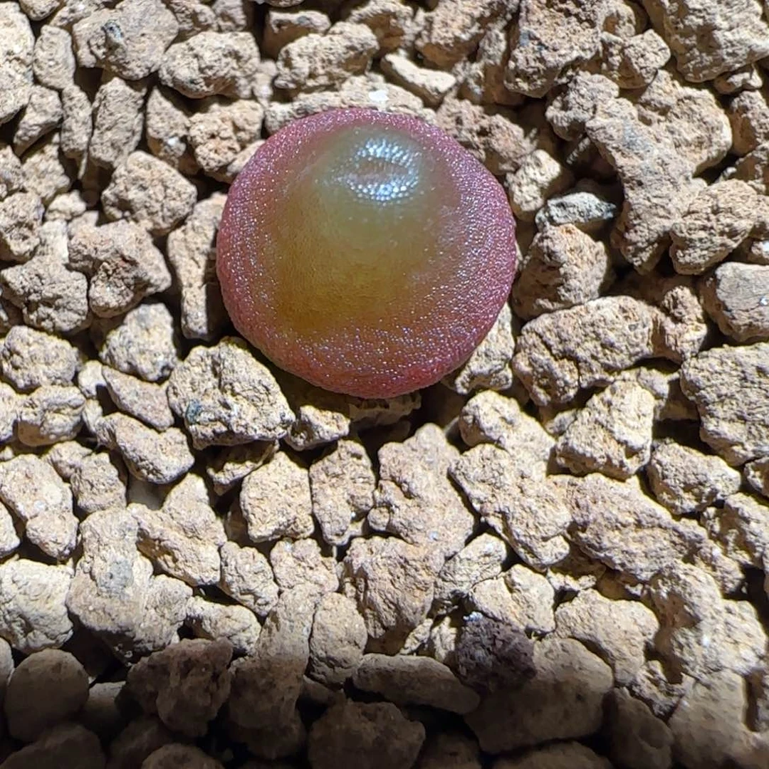 肉锥多肉植物组合-哈默1127