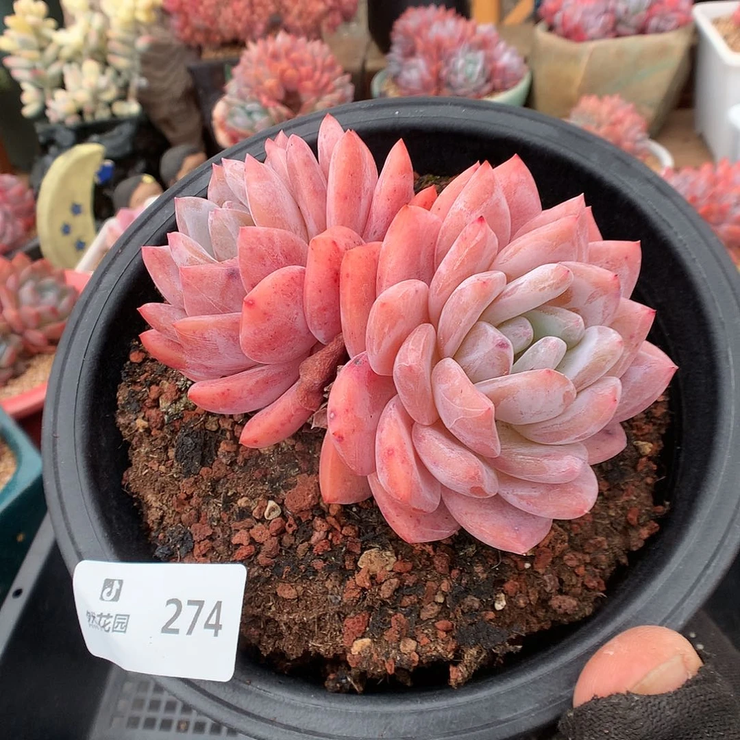 274雪天使多肉植物6666