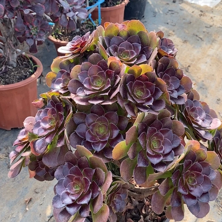 荷兰玫瑰6多肉植物法师法师法师