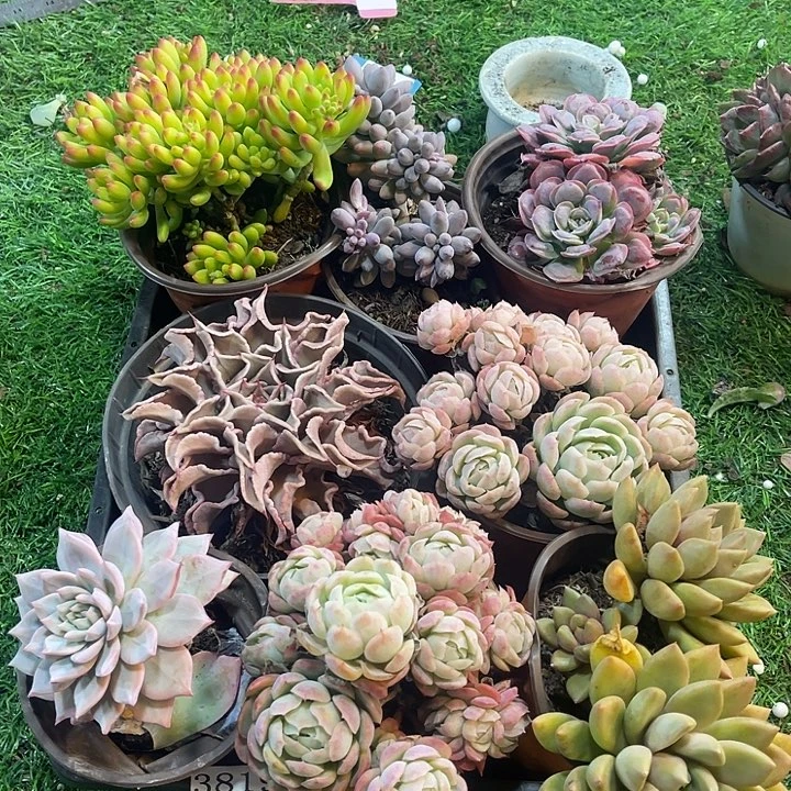 3819，筐拍，微瑕，不售后
