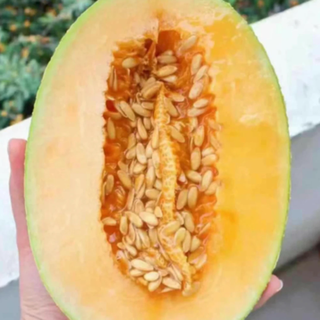 精品哈密瓜1整个
