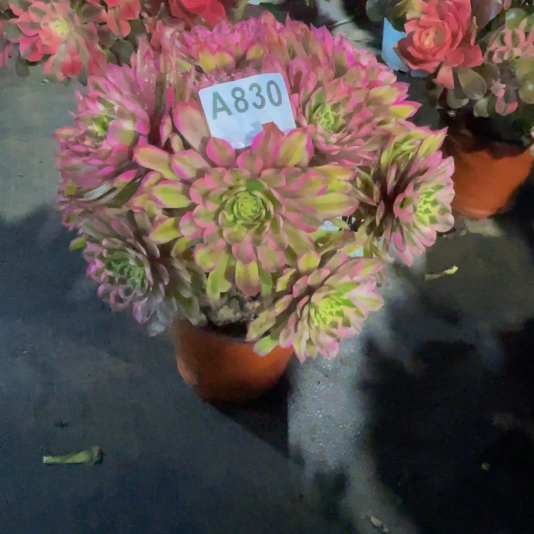 糖果830福利出了