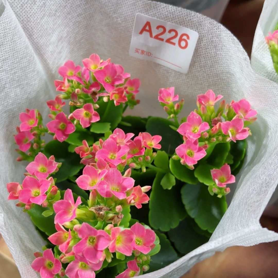 A226哈瑞特长寿花一颗