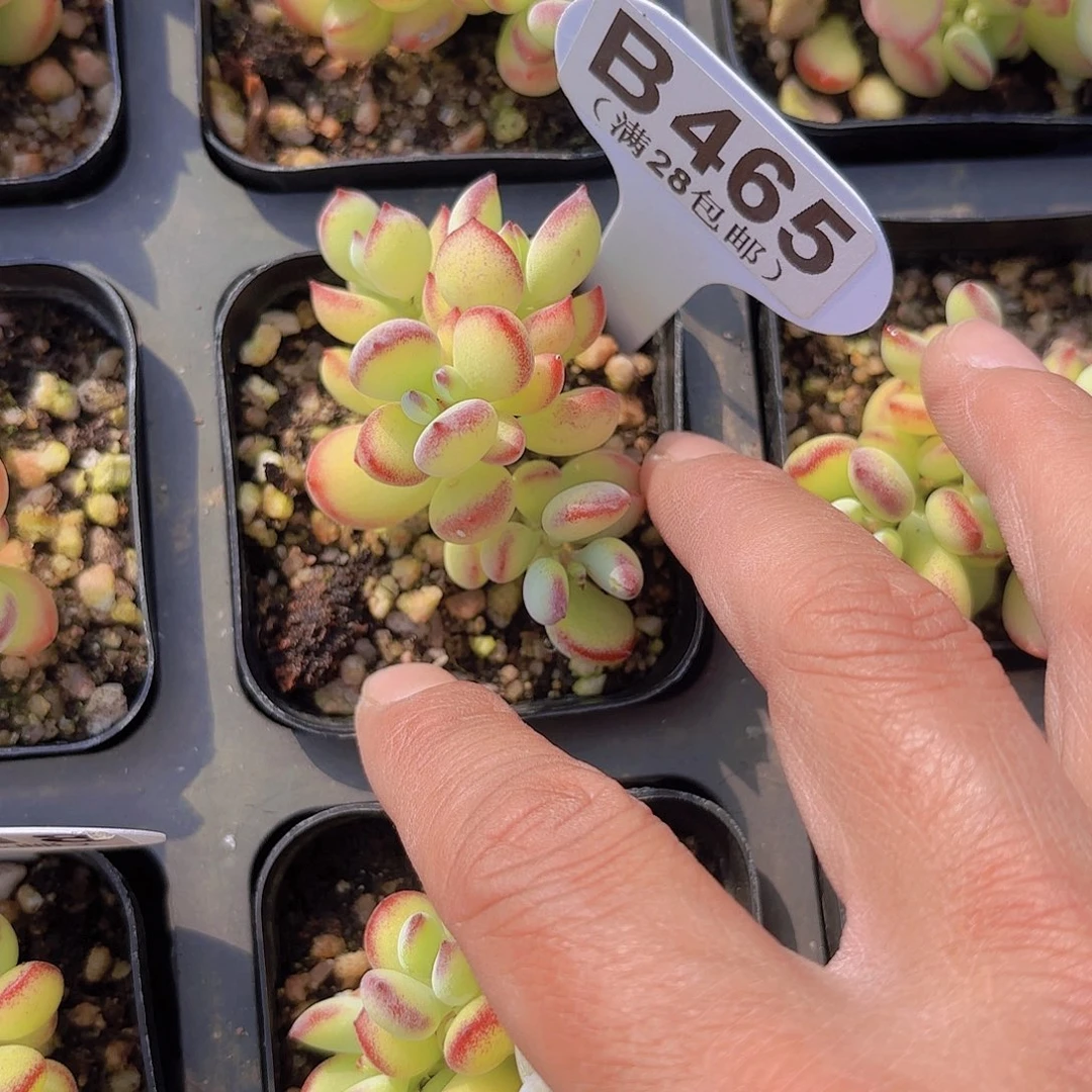 B465达摩福娘一物一拍