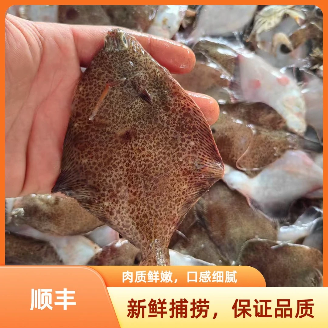青岛沙子口码头直发野生小鼓眼鱼（直播间下单10斤）20-25条/斤 适合油炸！粉丝福利！