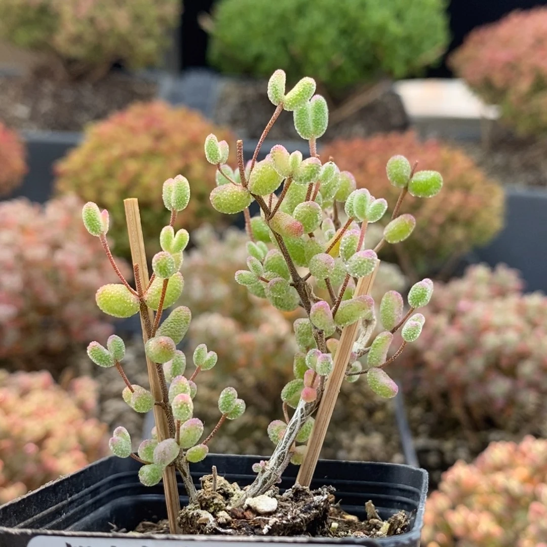 白虎斑锦6780枝干番杏