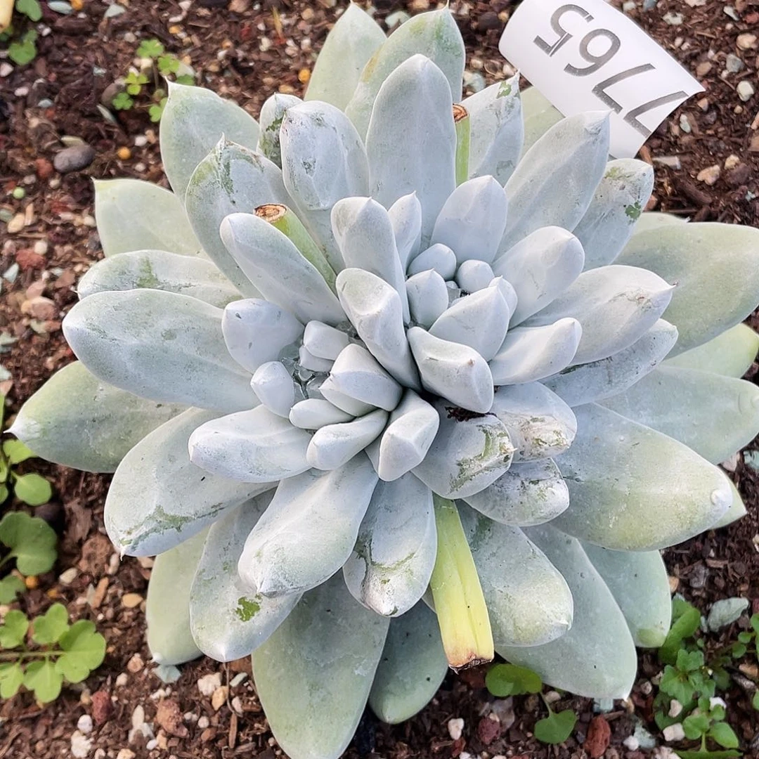 拇指多头仙女7765