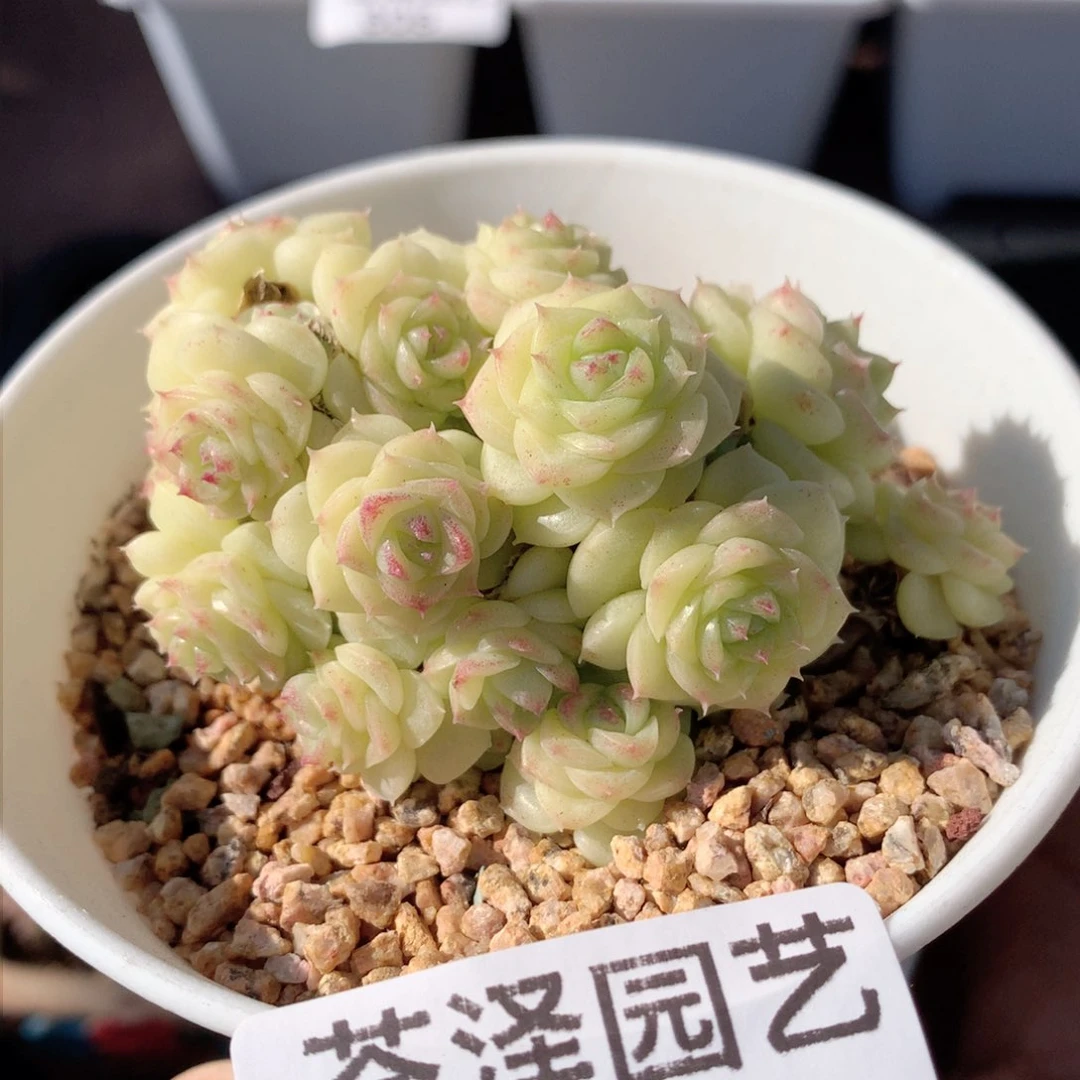 浅*614白天鹅群 不包整散