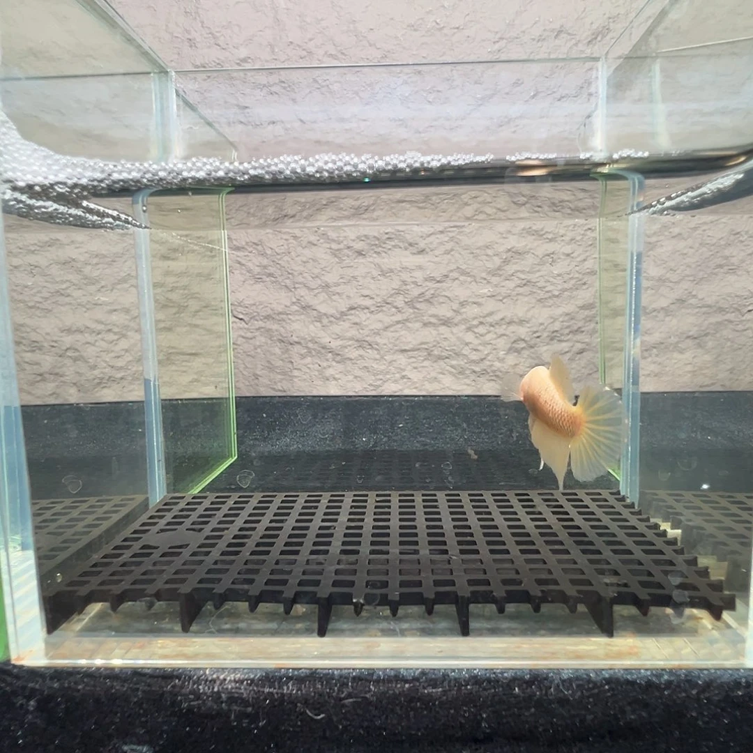 斗鱼阿浩泰斗17日71